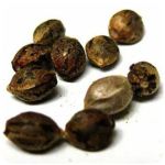 Семена марихуаны АК-47  (Seeds AK-47) в Угличе